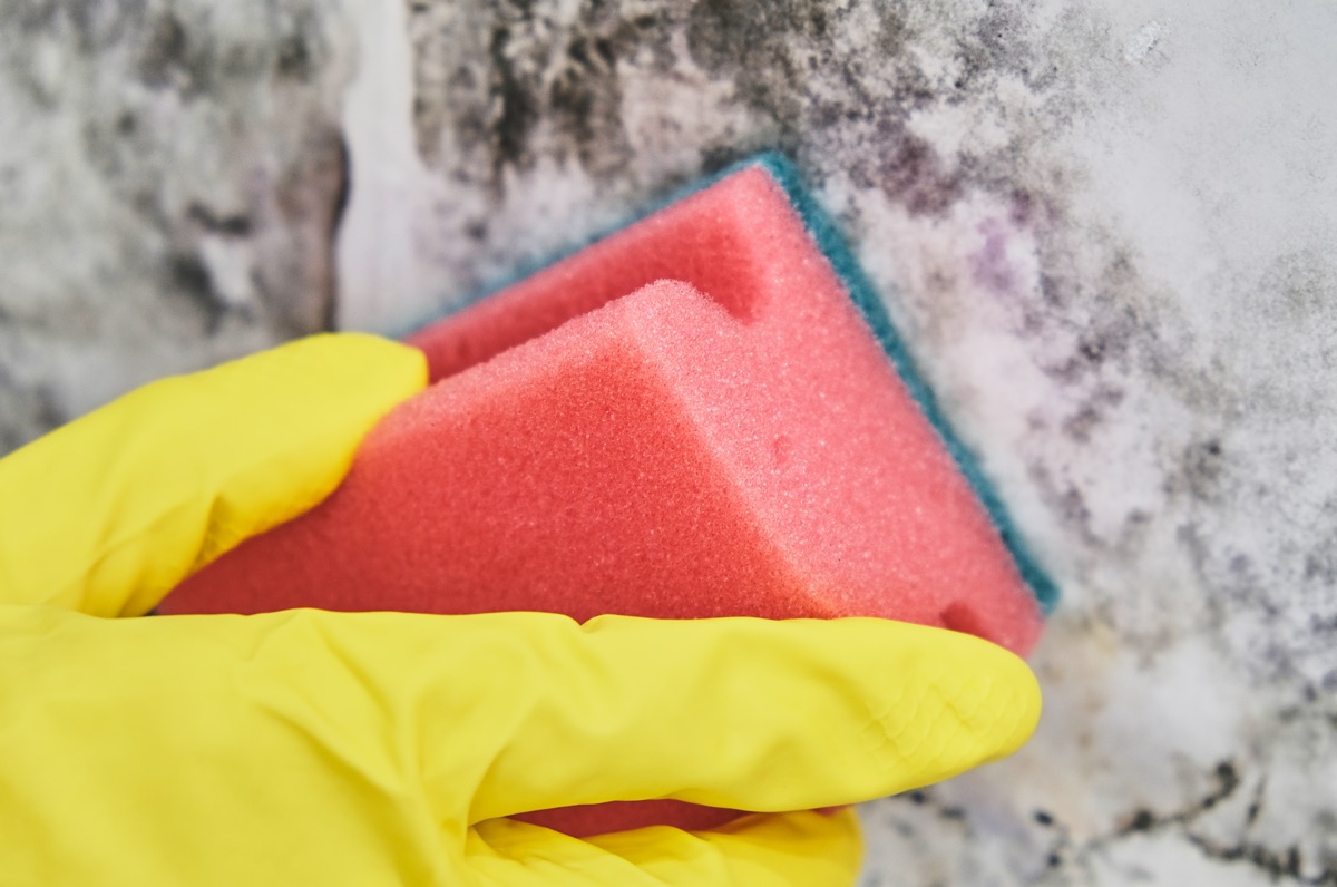 Народное средство убрать грибок со стены